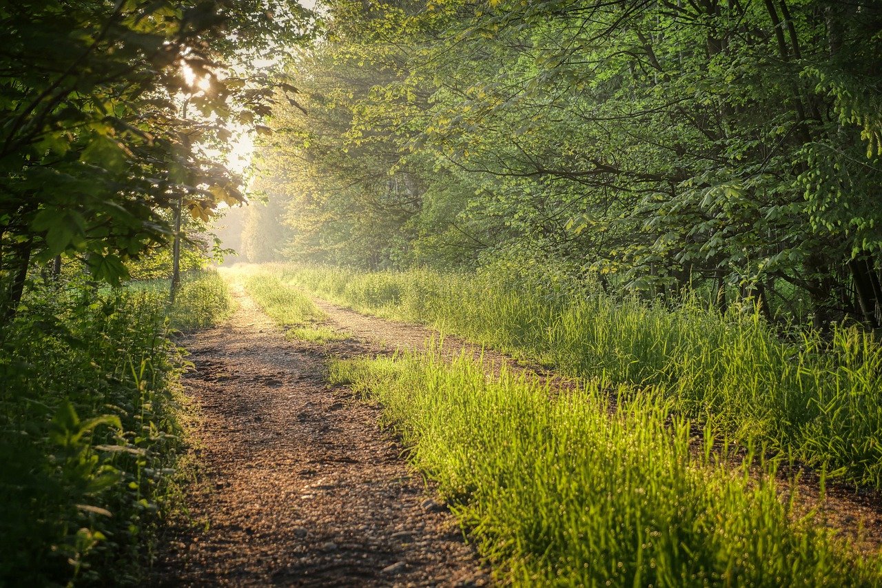Forest path at sunrise - Hannah Young Life Coaching